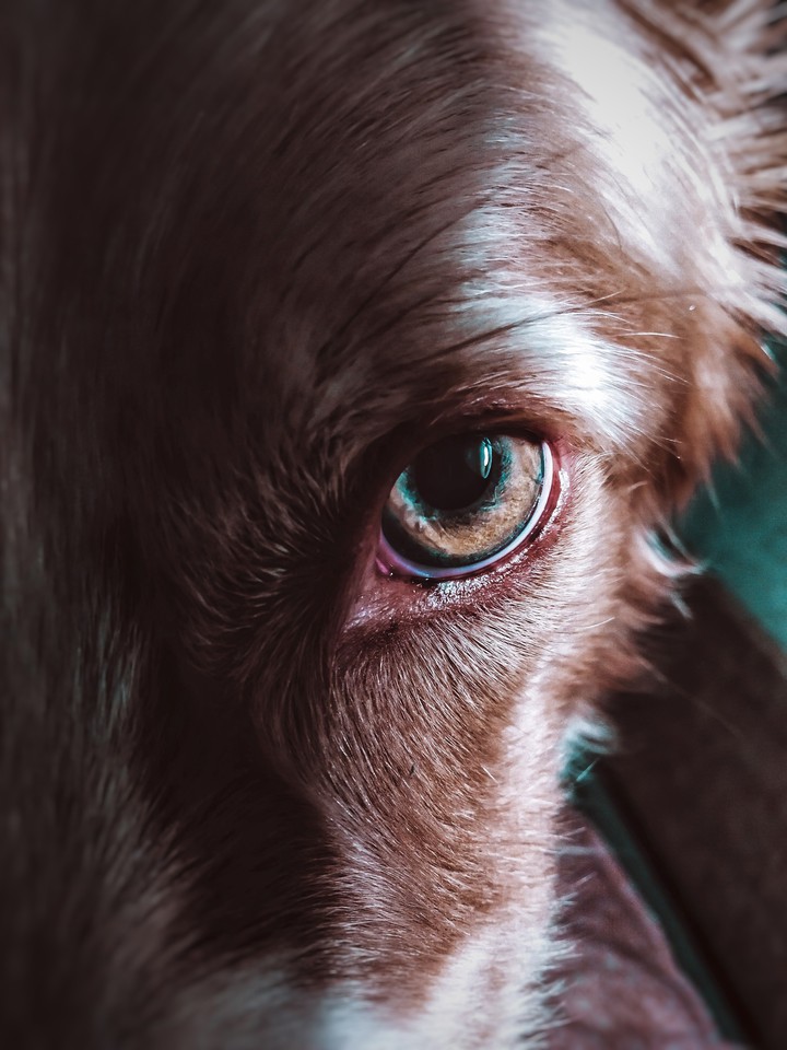 doggy eye