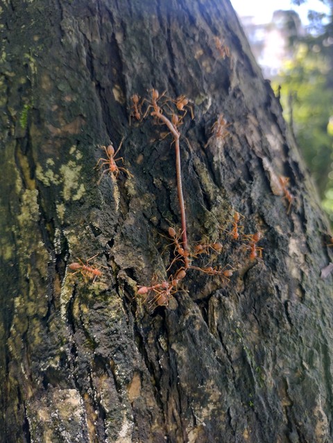 fonds d'écran brown, bedrock