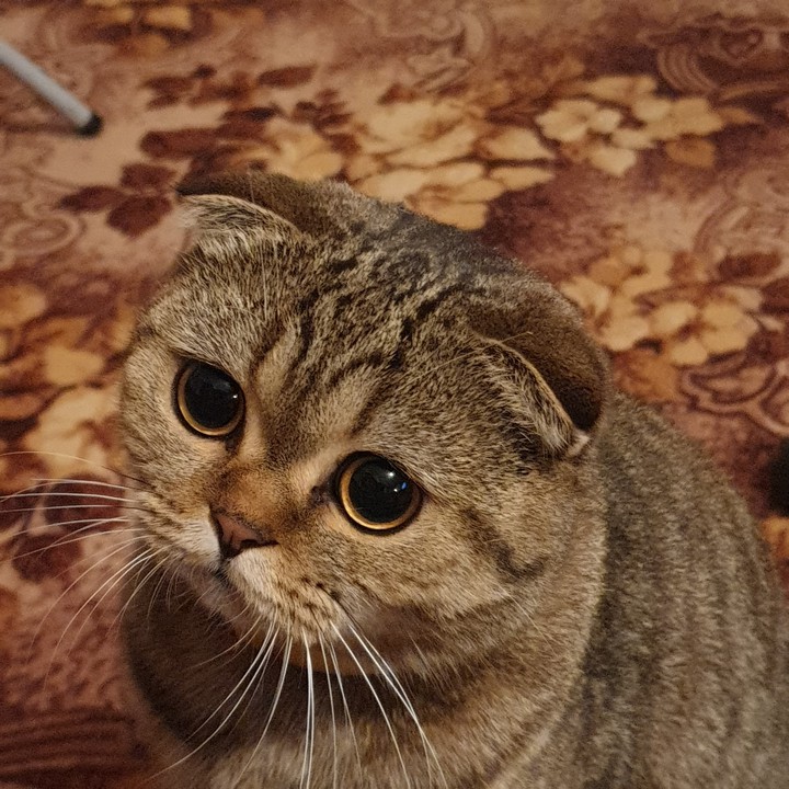 мася