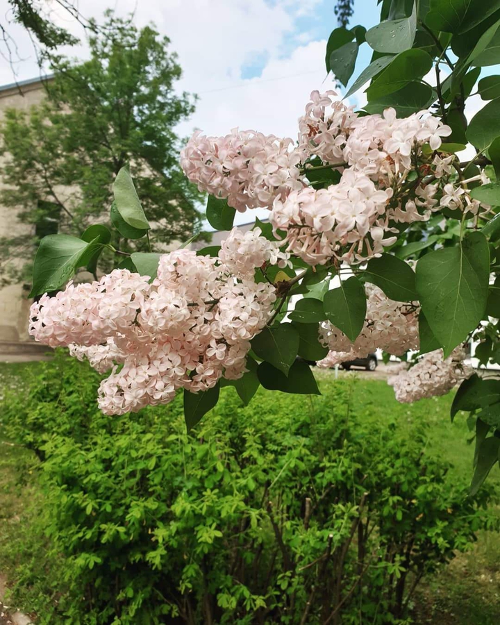 цветочки сирени