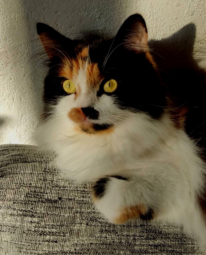 Кошка Шанель