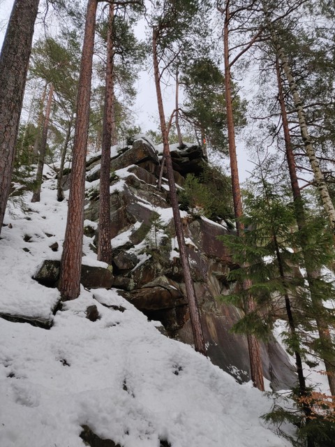 Forest