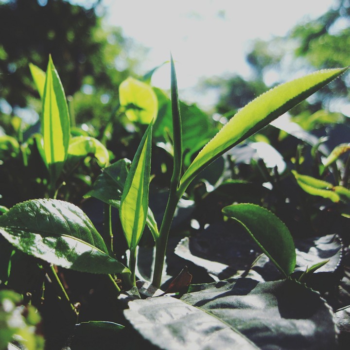 Tea Leaves