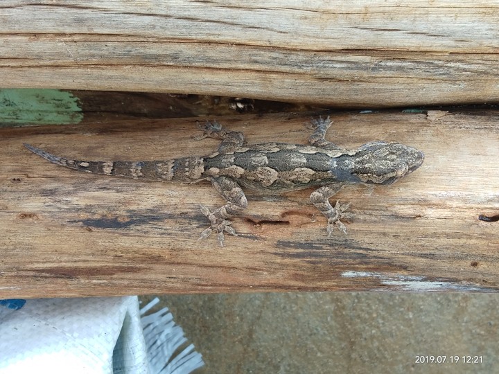 Rare lizard