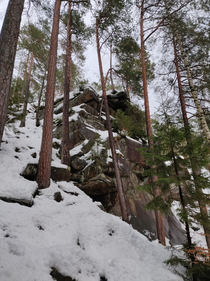 Forest