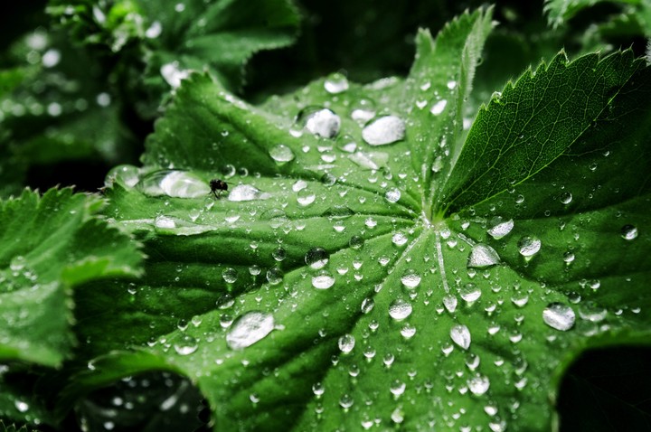 rain