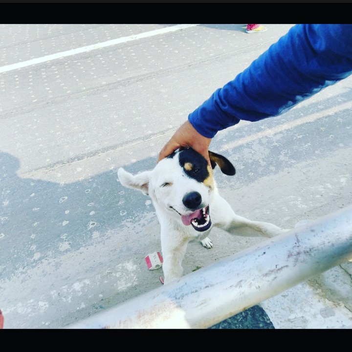 dog