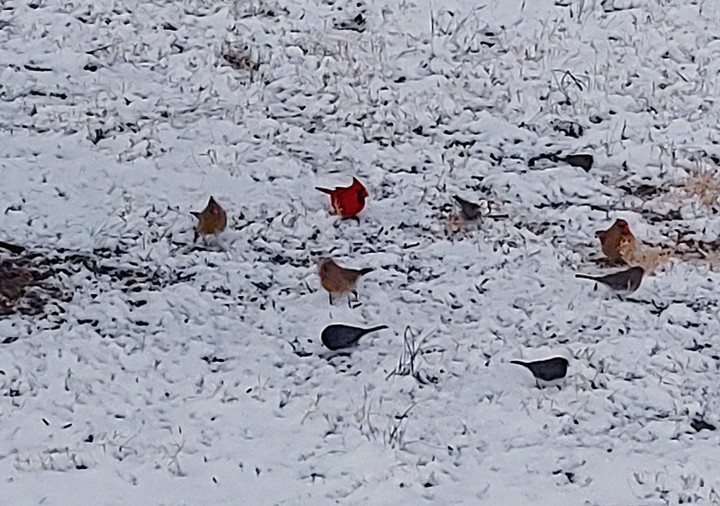 birds