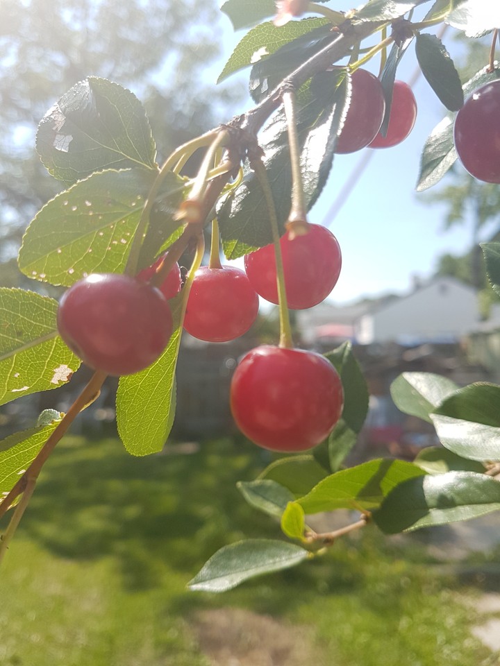 Cherries Love