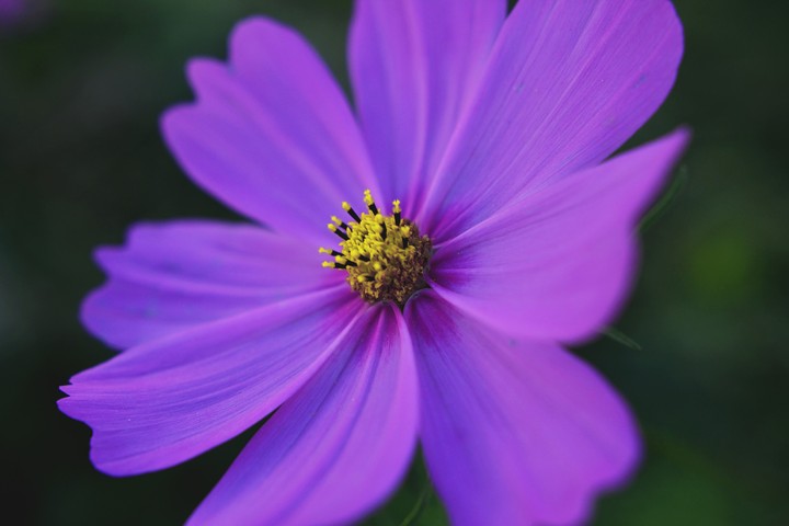 Flowers in Ladhak