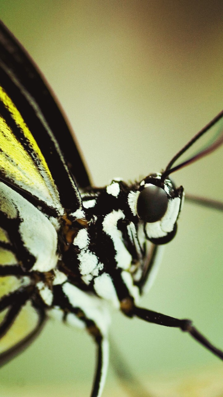 Paper Kite Butterfly