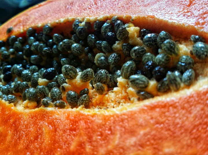 Babaya Seeds