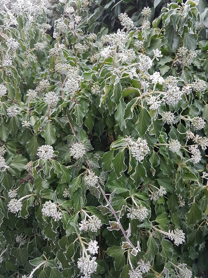 snow flowers