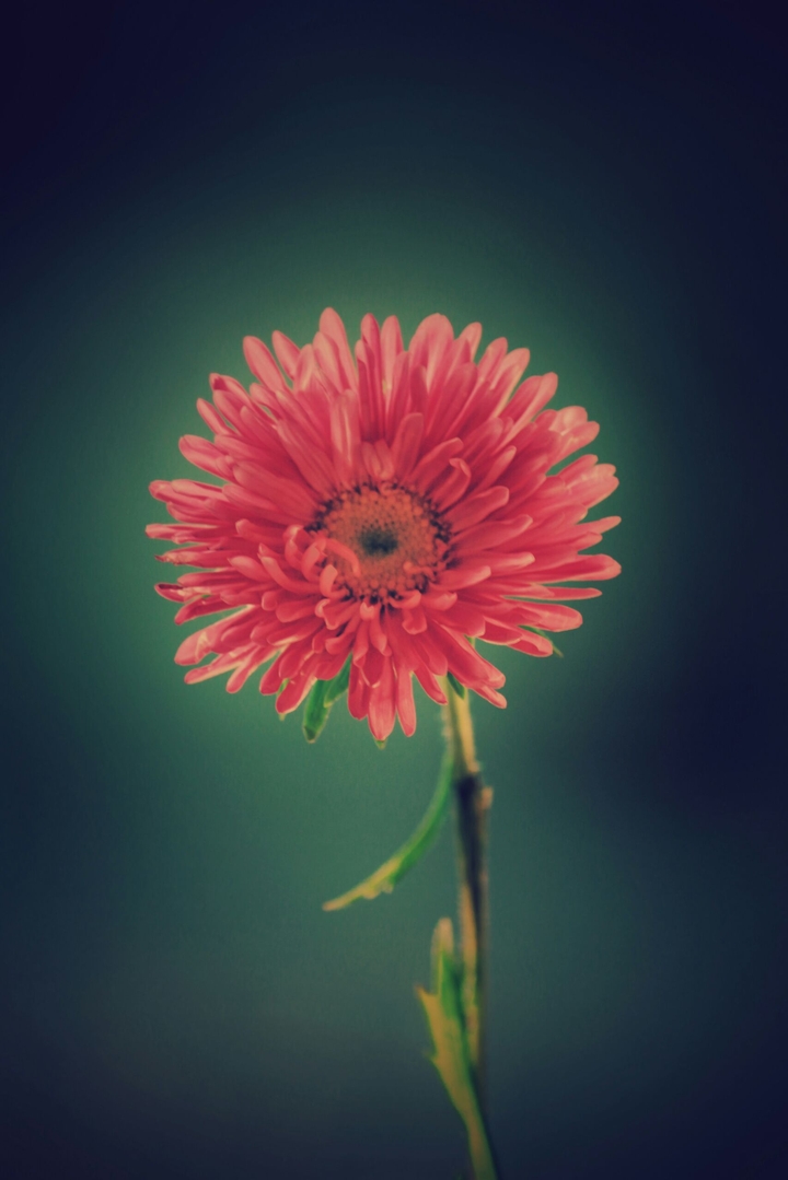 Aster❤