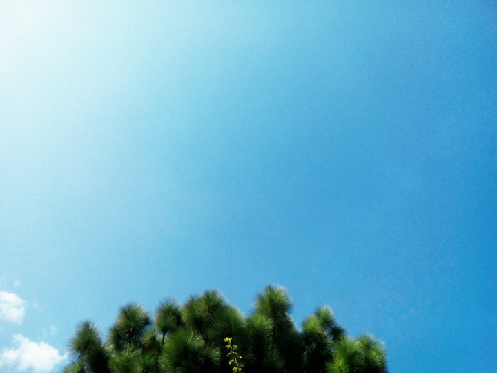 Sky and tree