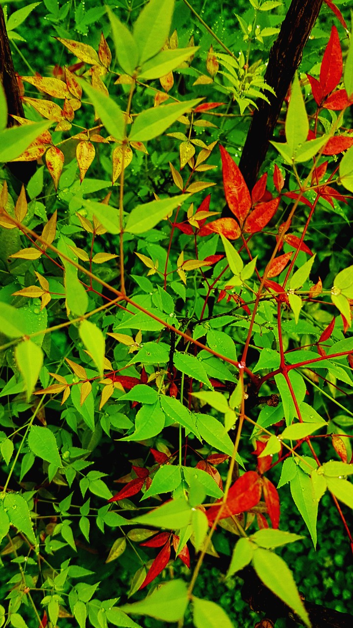 colorfull