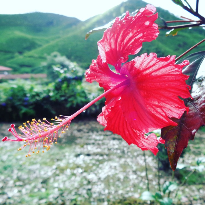 Hibiscus