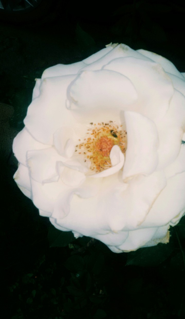 Whiterose
