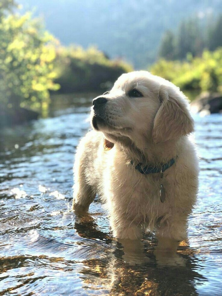 puppy
