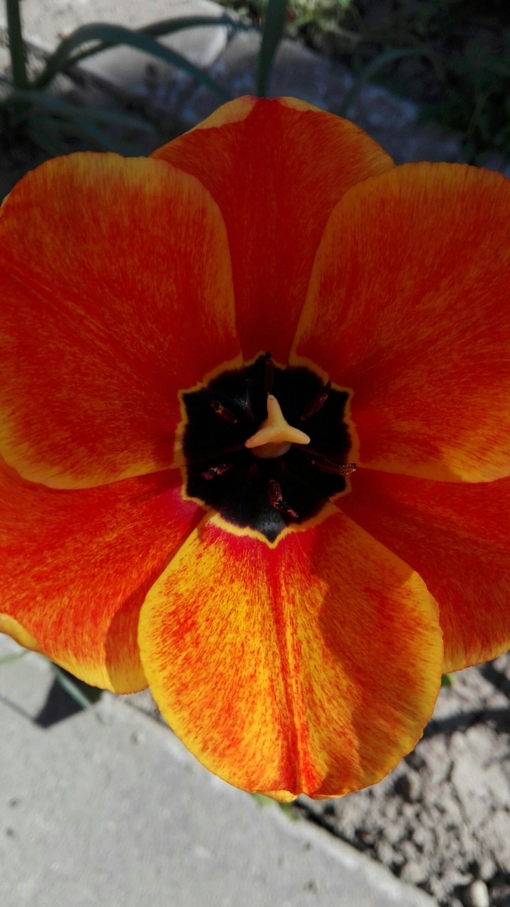 orange