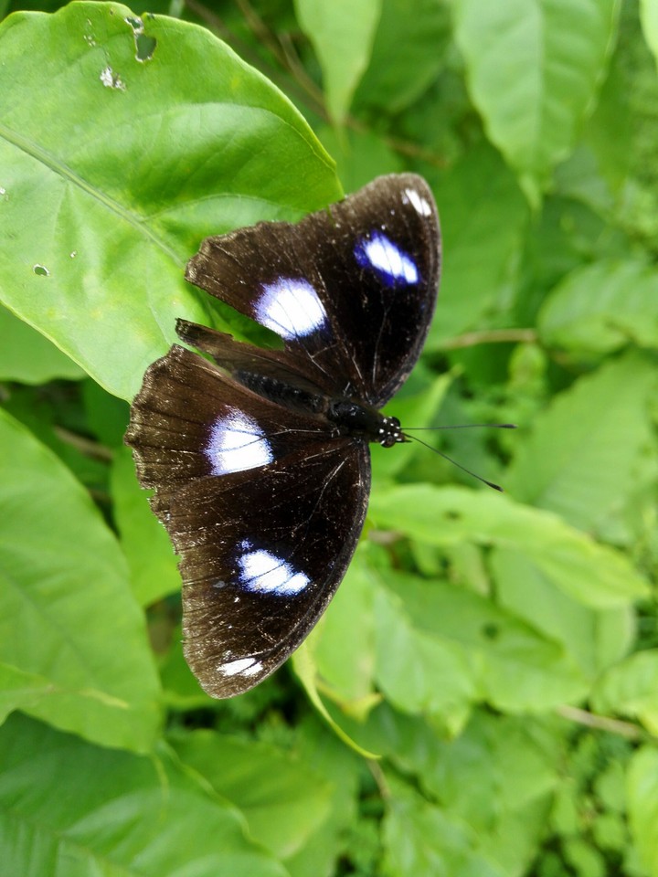 black butterfly