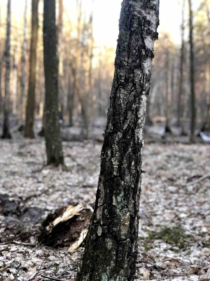 #forest#birch#spring#
