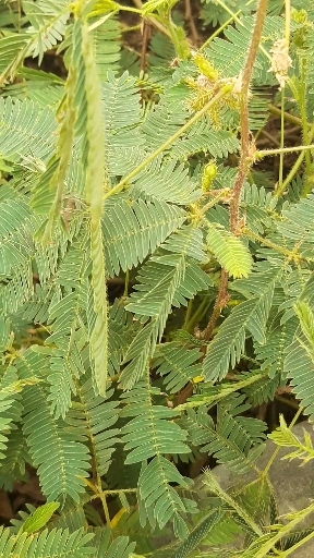 Sensitive Plants