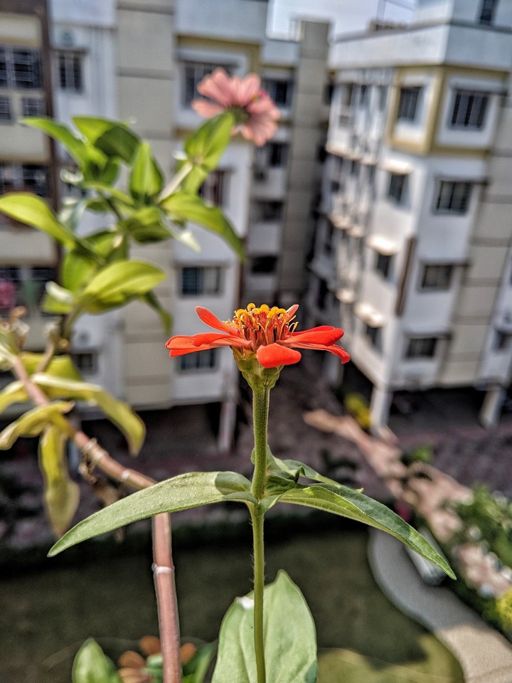 Flower Red