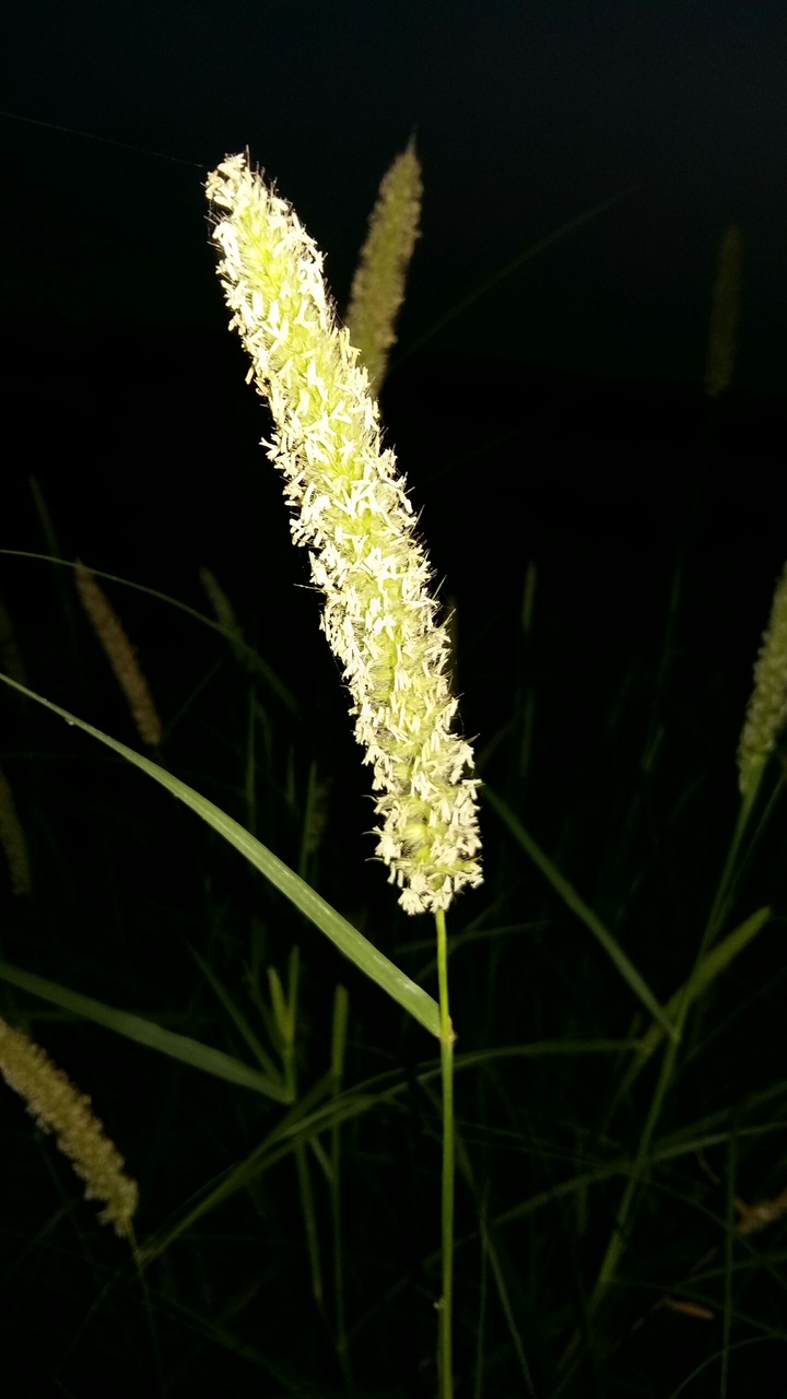Shrub