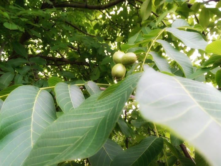 Walnut