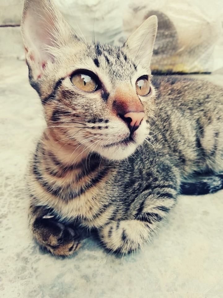 cute kitten
