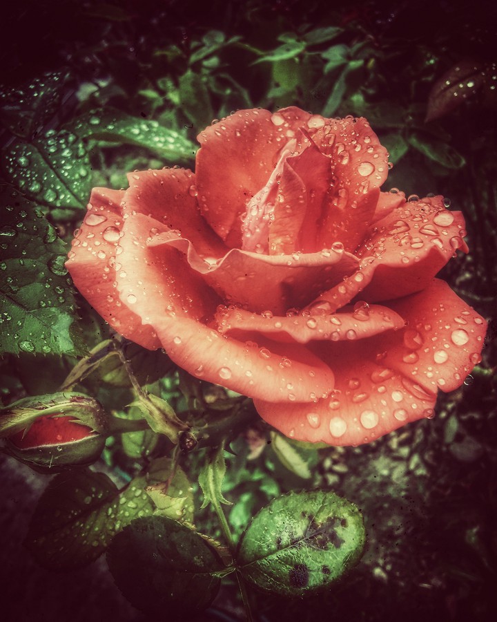 beautiful rose