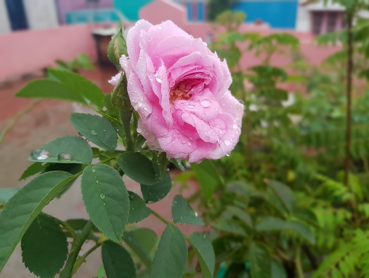 Pink Rose
