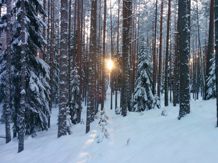 winter's sun