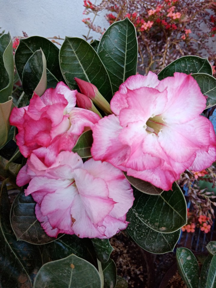 Rosa del desierto