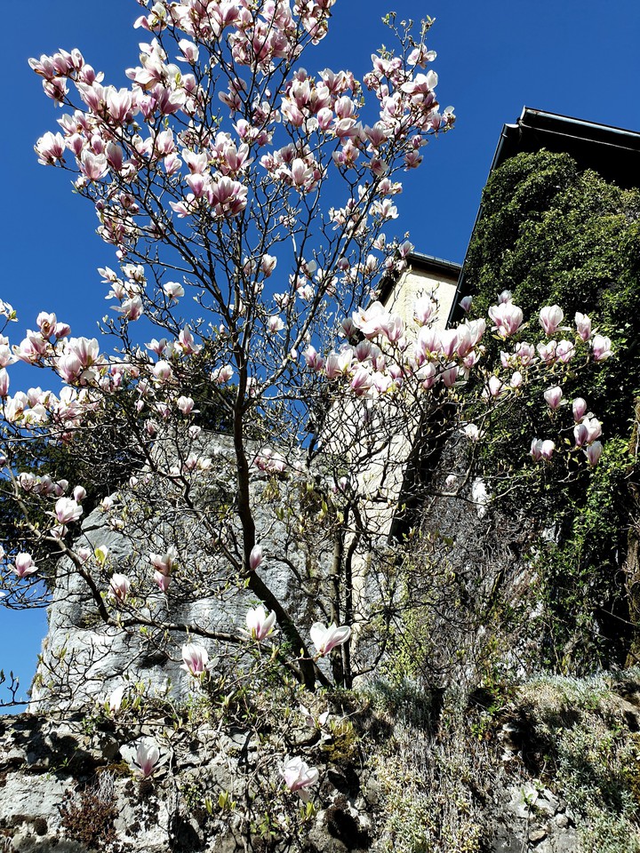 fleurs
