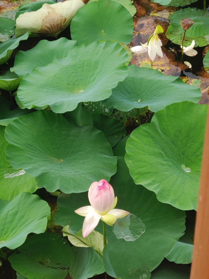 연못