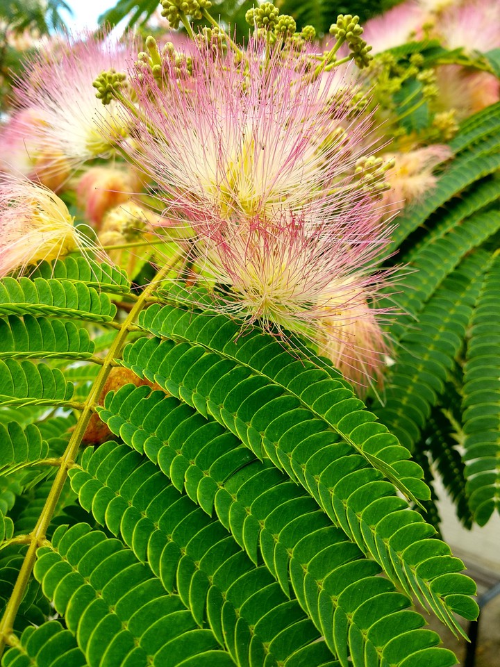 persian silk tree