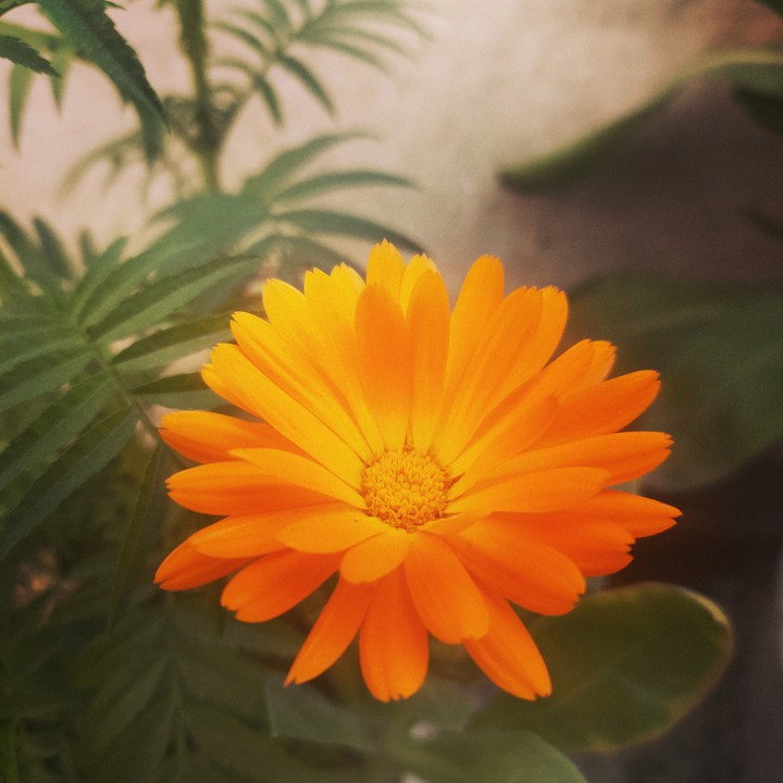 #ssa_sunflower