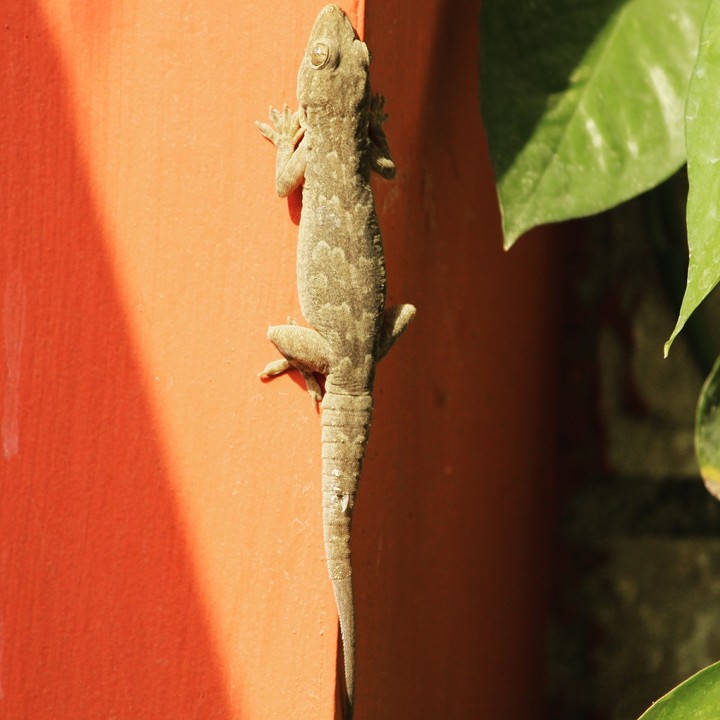 lizard