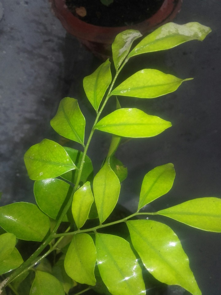 green plant