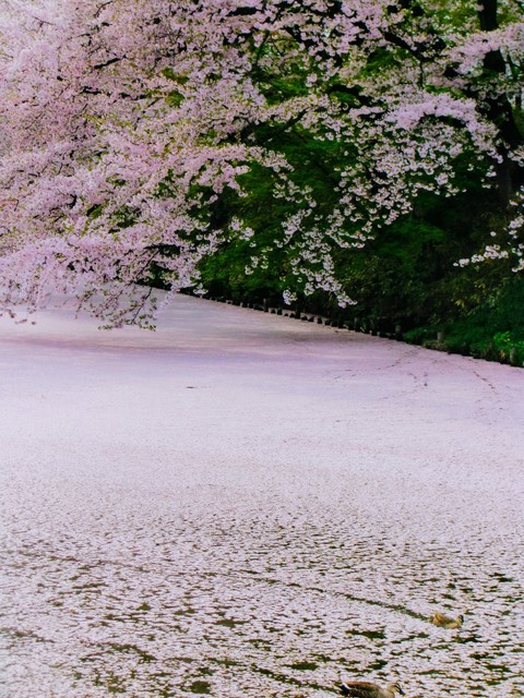 Flower petals fallen on water.