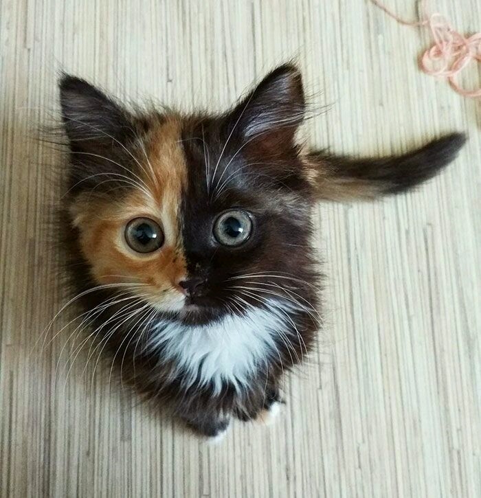 cat