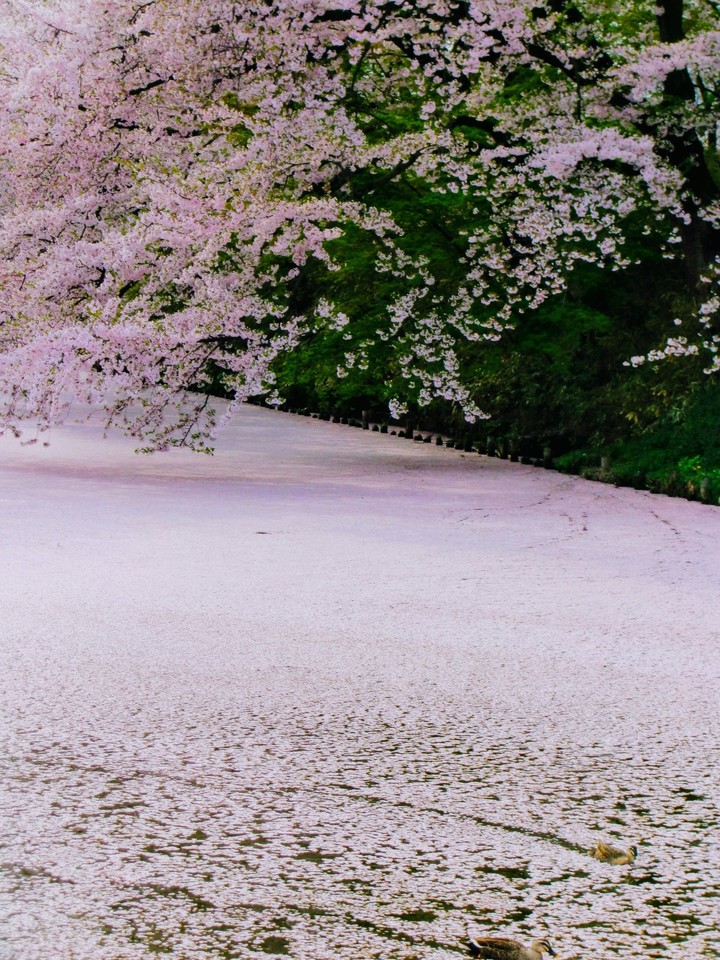 Flower petals fallen on water.