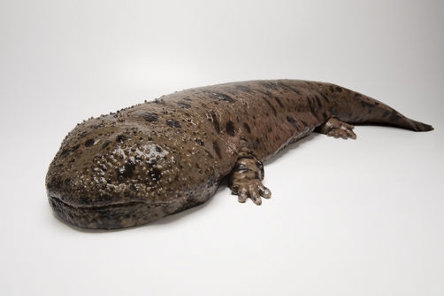 Giant Lizard