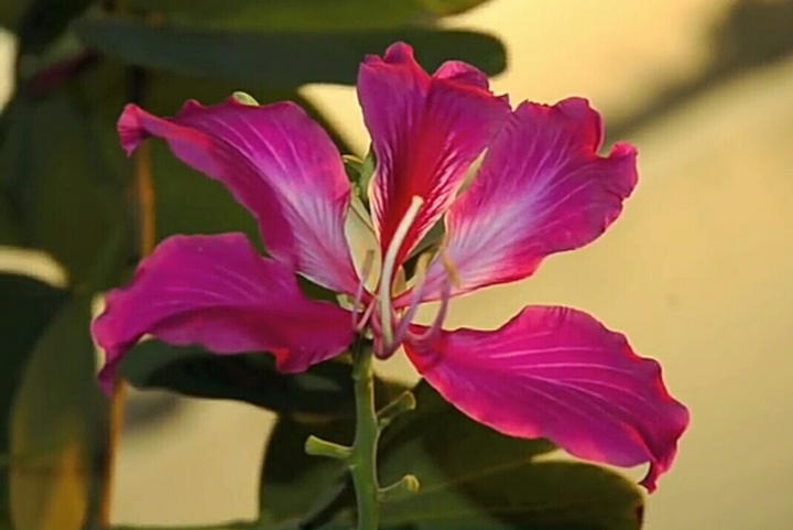 Pink Flower