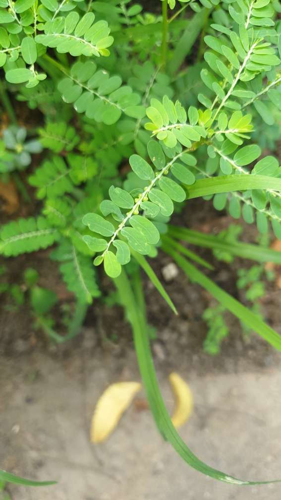 ? leaf