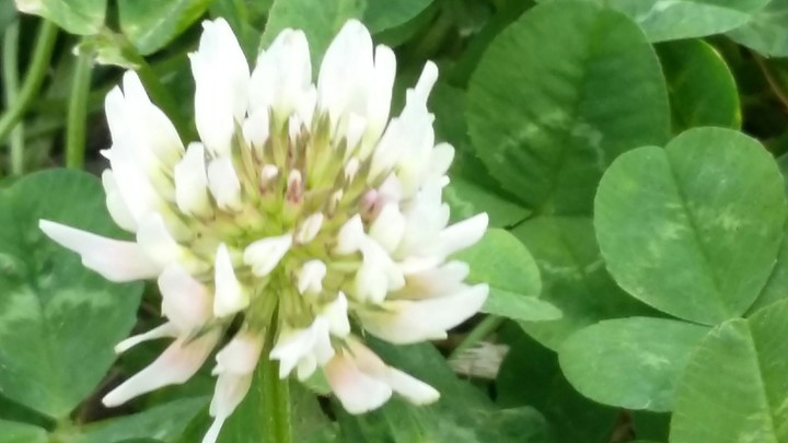blanca
