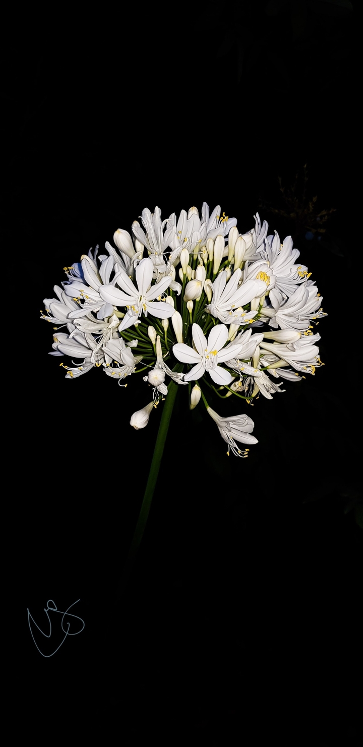 flor