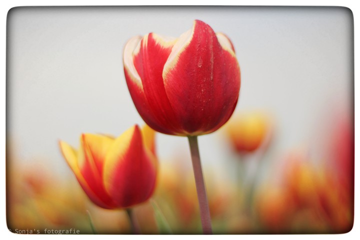 tulip